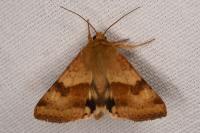 Heliothis viriplaca