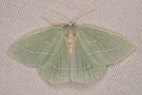 Hemistola chrysoprasaria