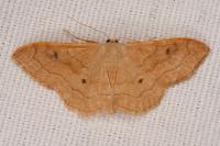 Idaea rubraria