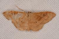 Idaea rubraria