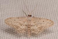 Idaea seriata