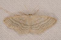 Idaea subsericeata