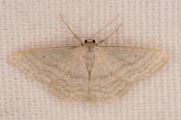 Idaea subsericeata