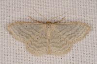 Idaea subsericeata