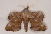 Laothoe populi