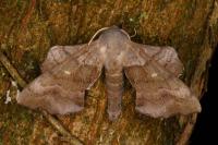 Laothoe populi