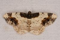 Ligdia adustata