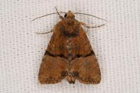 Mesoligia furuncula