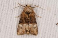 Mesoligia furuncula