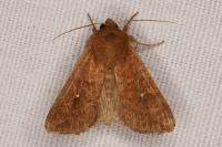 Mythimna albipuncta