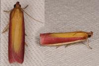Oncocera semirubella