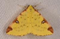 Opisthograptis luteolata