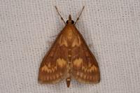 Ostrinia nubilalis