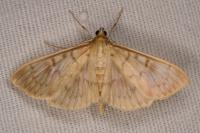 Patania ruralis