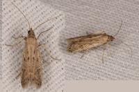 Phycitodes