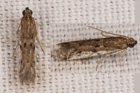 Phycitodes