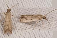 Phycitodes