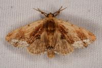 Ptilodon cucullina