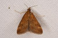 Pyrausta despicata