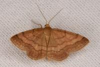 Scopula rubiginata