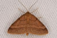 Scopula rubiginata