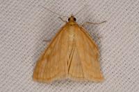 Sitochroa verticalis