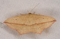 Timandra comae
