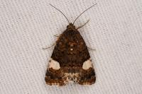 Tyta luctuosa