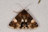 Tyta luctuosa