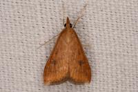 Udea ferrugalis