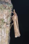 Ancylolomia