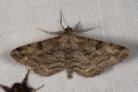 Peribatodes rhomboidaria rhomboidaria