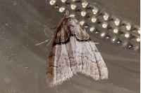 Nola cucullatella