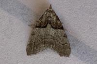 Nola cucullatella