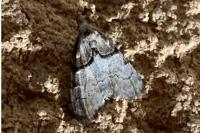 Nola cucullatella