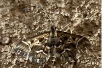 Diasemia reticularis