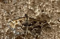 Diasemia reticularis