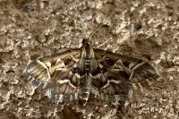 Diasemia reticularis