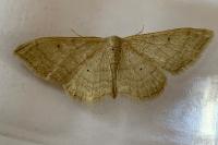 Idaea straminata