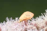 Miltochrista miniata