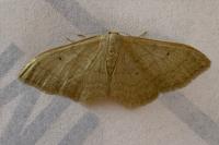 Idaea straminata