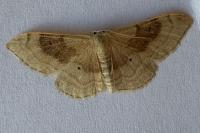 Idaea degeneraria