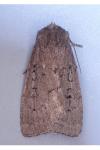 Graphiphora augur