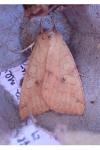 Enargia paleacea