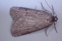 Pachycnemia hippocastanaria hippocastanaria