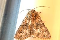 Hecatera dysodea