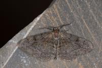Alcis repandata