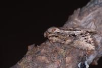 Apamea monoglypha monoglypha