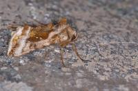 Autographa jota