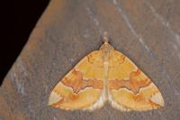 Cidaria fulvata